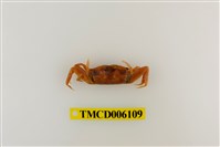 藏品(短身大眼蟹)的圖片